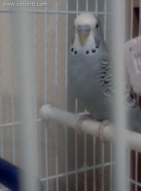 il mio patato